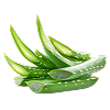 Aloe Vera Extract