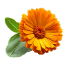 Calendula Extract