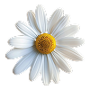 Chamomile Extract