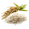 Hydrolyzed Rice Protein